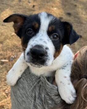Australian Cattle Dog Blue Heeler Dogs Available for Adoption - Barkley | PetCurious
