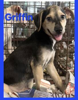 Rescue Mixed Breed Dogs for Adoption in Greenville, North Carolina - Griffin | PetCurious