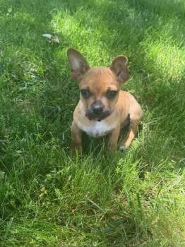 Chiweenie Dogs Available for Adoption in Lafayette, California - Justin Bieber | PetCurious