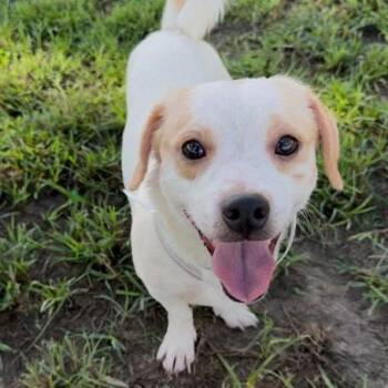 Popcorn *Available Soon* -  Beagle and Mixed Breed Dog for Adoption in Dover, New Hampshire - Popcorn *Available Soon* | PetCurious