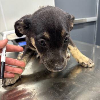 Cleavers -  Mixed Breed Dog for Adoption in Saint Joseph, Missouri - Cleavers | PetCurious