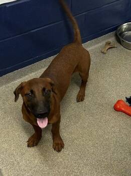 sol 4m AVA 9/16 -  Labrador Retriever Dog for Adoption in Sterling, Massachusetts - Sol 4m AVA 9/16 | PetCurious