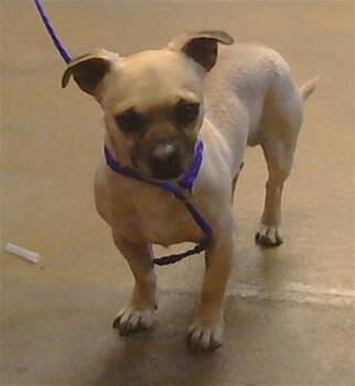 Chihuahua and Mixed Breed Dogs Available for Adoption in Sacramento, California - CHUY | PetCurious