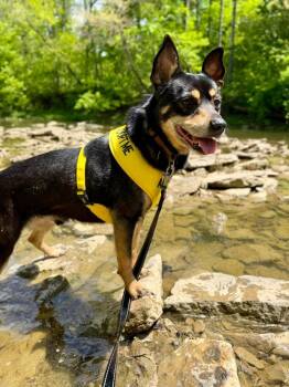 Shepherd Dogs Available for Adoption in Aurora, Indiana - Chris | PetCurious