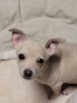 Rescue Chihuahua and Mixed Breed Dogs for Adoption in New Freedom, Pennsylvania - Chico | PetCurious