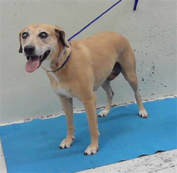JULIANA -  Staffordshire Bull Terrier and Mixed Breed Dog for Adoption in Houston, Texas - JULIANA | PetCurious