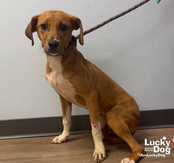 Tinker -  Labrador Retriever Dog for Adoption in Washington, District Of Columbia - Tinker | PetCurious