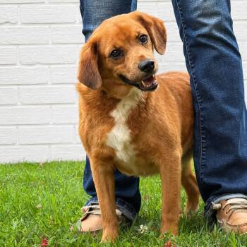Oswald -  Spaniel Dog for Adoption in Meherrin, Virginia - Oswald | PetCurious