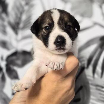 Burrito Supreme -  Shepherd Dog for Adoption in Wahiawa, Hawaii - Burrito Supreme | PetCurious