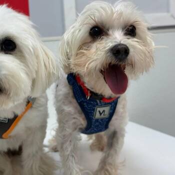 Poodle and Mixed Breed Dogs Available for Adoption in Allen, Texas - Eli | PetCurious