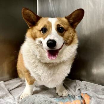 BUDDY -  Cardigan Welsh Corgi Dog for Adoption in St. Louis, Missouri - BUDDY | PetCurious
