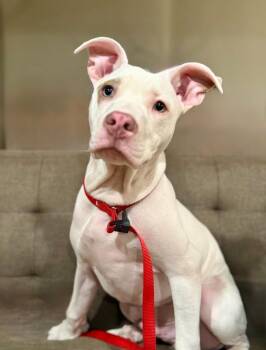American Staffordshire Terrier Dogs Available for Adoption - Marshall | PetCurious