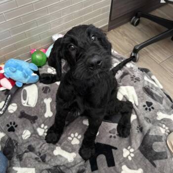 Poodle and Mixed Breed Dogs Available for Adoption in Jupiter, Florida - Ozzy | PetCurious