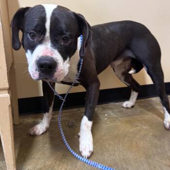 Jasper -  Mixed Breed Dog for Adoption in Corinth, Mississippi - Jasper | PetCurious
