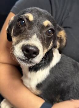 Kado (milo) (Bree P2) -  Chihuahua Dog for Adoption in Pahrump, Nevada - Kado (milo) (Bree P2) | PetCurious