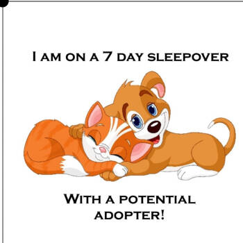 Rescue Boxer and Labrador Retriever Dogs for Adoption in Lebanon, Tennessee - Giza D25-196 | PetCurious