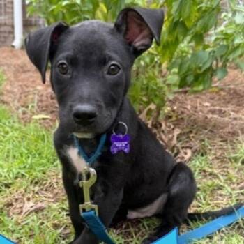 Tuxedo -  Labrador Retriever and Mixed Breed Dog for Adoption in Hopkinton, Massachusetts - Tuxedo | PetCurious