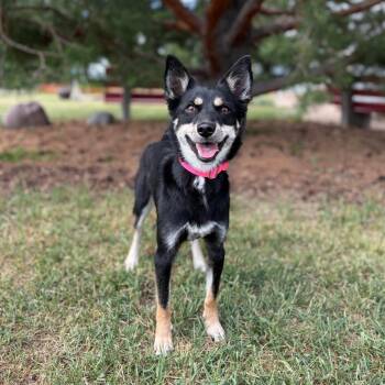 Lina -  Australian Shepherd and Kai Dog Dog for Adoption in Fargo, North Dakota - Lina | PetCurious
