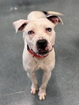 Texas Pete -  Pit Bull Terrier Dog for Adoption in Richmond, Virginia - Texas Pete | PetCurious