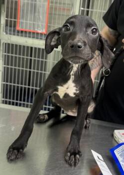 Farfalle -  Mixed Breed Dog for Adoption in Savannah, Georgia - Farfalle | PetCurious