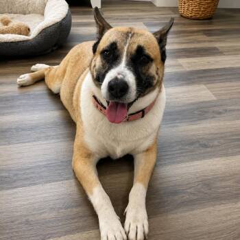 FAITH GS -  German Shepherd Dog Dog for Adoption in Lucas, Texas - FAITH GS | PetCurious