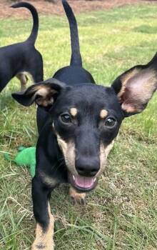 Miniature Pinscher and Dachshund Dogs Available for Adoption in Washington, District Of Columbia - Babe Tramp | PetCurious