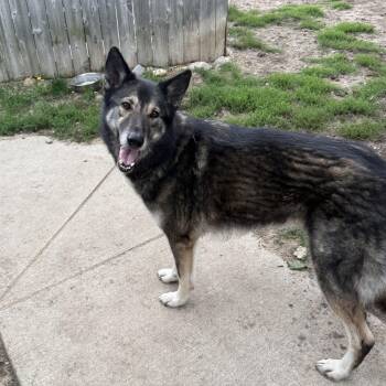Moose -  German Shepherd Dog Dog for Adoption in Bellaire, Michigan - Moose | PetCurious