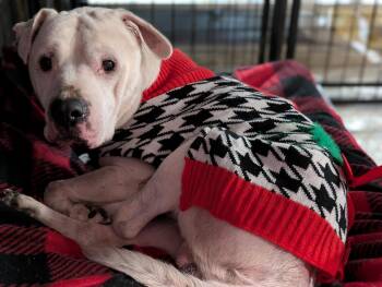 Mixed Breed Dogs Available for Adoption - Caleb | PetCurious