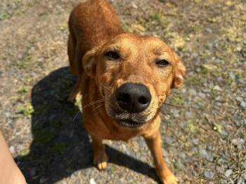 Labrador Retriever Dogs Available for Adoption - Rotisserie Chicken | PetCurious
