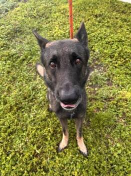 A2480282 -  German Shepherd Dog Dog for Adoption in Fort Lauderdale, Florida - A2480282 | PetCurious