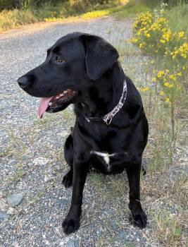 Audrey -  Black Labrador Retriever Dog for Adoption - Audrey | PetCurious
