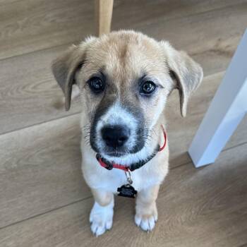 Great Pyrenees and Mixed Breed Dogs Available for Adoption in Chesapeake, Virginia - Moss | PetCurious