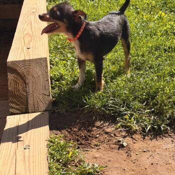 Nacho -  Chihuahua Dog for Adoption in New Fairfield, Connecticut - Nacho | PetCurious