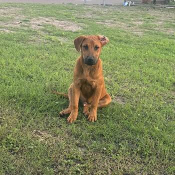 Shepherd and Mixed Breed Dogs Available for Adoption in Edinburg, Texas - Scooby Doo | PetCurious