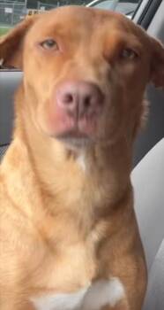 ANSLEY -  Vizsla Dog for Adoption in Elizabethton, Tennessee - ANSLEY | PetCurious