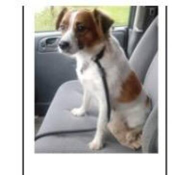Ginger -  Mixed Breed Dog for Adoption in Shorewood, Illinois - Ginger | PetCurious