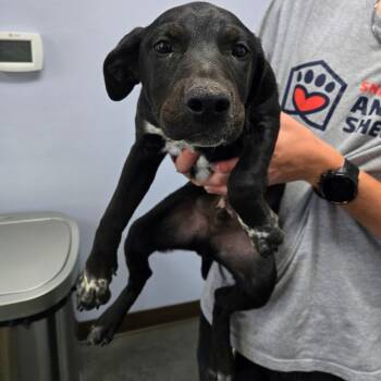 Waylon -  Mixed Breed Dog for Adoption in Idaho Falls, Idaho - Waylon | PetCurious