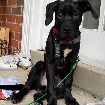 Rescue American Staffordshire Terrier and Labrador Retriever Dogs for Adoption in Colonial Heights, Virginia - Cash | PetCurious