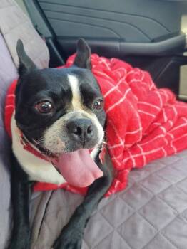 Lydia in MO -  Boston Terrier Dog for Adoption - Lydia In MO | PetCurious