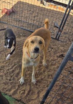 Retriever and Great Pyrenees Dogs Available for Adoption - Zuma | PetCurious