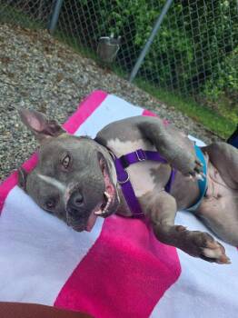 American Staffordshire Terrier Dogs Available for Adoption in Sayreville, New Jersey - Winnie | PetCurious