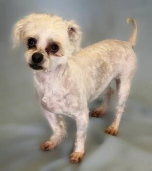 Maltese and Poodle Dogs Available for Adoption in Columbus, Nebraska - Carmelo | PetCurious