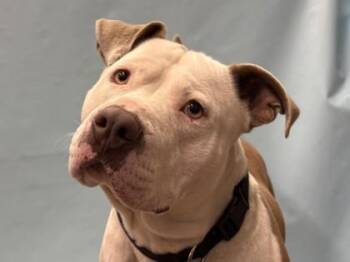 Tyson -  Pit Bull Terrier and Mixed Breed Dog for Adoption in Golden Valley, Minnesota - Tyson | PetCurious