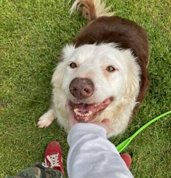 Simon -  Border Collie Dog for Adoption in Plover, Wisconsin - Simon | PetCurious
