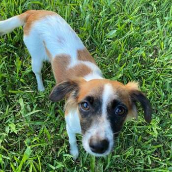 Ricearoni -  Terrier and Mixed Breed Dog for Adoption in Carencro, Louisiana - Ricearoni | PetCurious