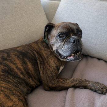 Bugz -  English Bulldog and Boxer Dog for Adoption in Austin, Texas - Bugz | PetCurious
