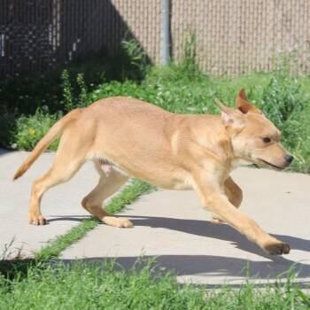 Lemonade -  Black Mouth Cur Dog for Adoption in Cleveland, Mississippi - Lemonade | PetCurious