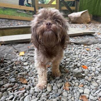 Shamrock Shake -  Mixed Breed Dog for Adoption in West Chester, Pennsylvania - Shamrock Shake | PetCurious