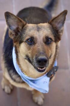 German Shepherd Dog Dogs Available for Adoption in West Hollywood, California - Ava | PetCurious