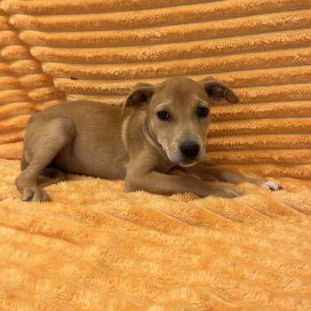 Justin Bieber -  Labrador Retriever and Mixed Breed Dog for Adoption in Kanab, Utah - Justin Bieber | PetCurious